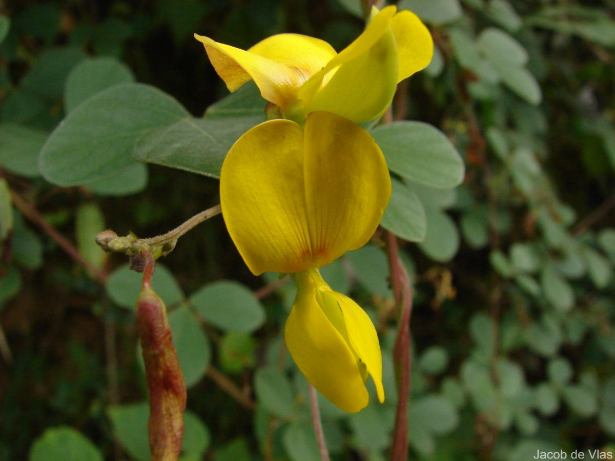 Cajanus albicans (Wight & Arn.) Maesen